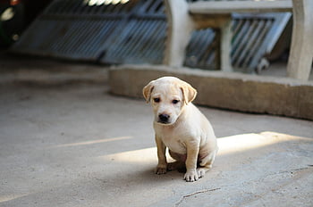 dog, puppy, cute, nature, animal, young Animal, doggy, canine, mammal, domestic, domestic Dog