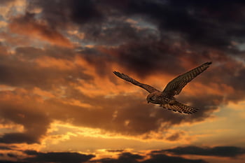 káně, raptor, pták, dravý pták, obyčejný buzzard, divoký pták, létající, nebe, létající pták, západ slunce, soumrak