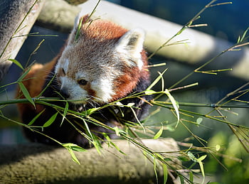 Panda rosu, panda mai mică, animale sălbatice, natură, erbivor, pe cale de dispariție, mamifer, animal, mic panda, animal salbatic, fotografie din fauna salbatica
