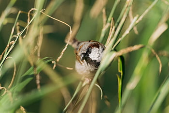 house Sparrow, sparrow, bird, nature, ornithology, animal, wildlife