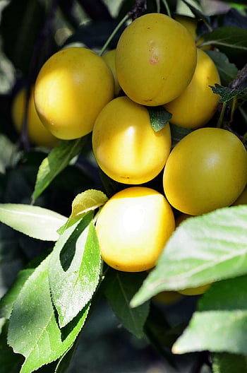 mirabelle, plum, mirabelles, plums, yellow, fructification, garden, nature, fruit, sour, summer