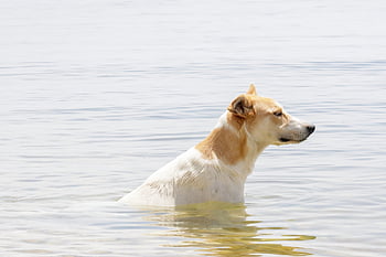 dog, lake, swim, cooling Down, water, animal, white-brown Dog, four-legged, pet, nature