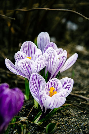 fialové květy šafrán, jarní zahrada, živá fialová, kvetoucí květiny, Přírodní krásy, Detailní květiny, krokus kvete, fialové okvětní lístky, jarní květy, zahradní květiny, květinová krása