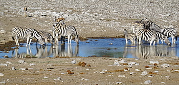 namibie, zebra skupina, voda, etosha, národní park, safari, zvíře, Afrika, volně žijících živočichů, Příroda, Hnědá skupina