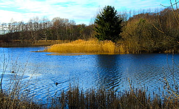 trees, lake, autumn, lakeshore, nature, landscape