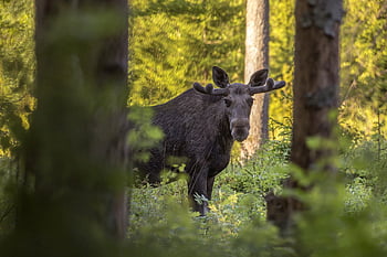 elk, Los, alces alces, les, zvíře, savec, Příroda, hlava, volně žijících živočichů, divoký, lov