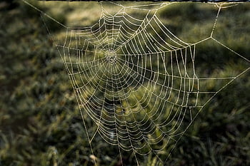pavoučí síť, web, Příroda, rosa, dewdrop, ranní rosa, vytváření sítí, kapka vody, zblízka, pavučiny, pavučina