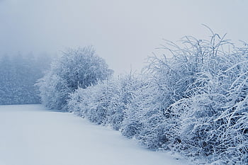 winter, fog, frost, cold, snow, wintry, mystical, landscape, bushes, trees, nature