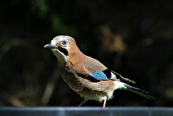 jay, bird, songbird, wildlife, nature, animal, blue, feathers, garden, plumage, foraging