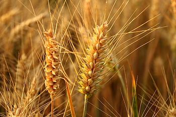 blé, épillets, cultures, aliments, la nature, des céréales, plante, agriculture, ferme, champ, terres cultivées