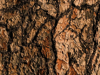 tree, trunk, wood, bark, texture, wooden, timber, nature, macro, solid