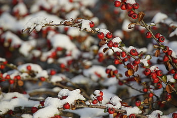 cotoneaster, berries, nature, red Berries, winter, snow