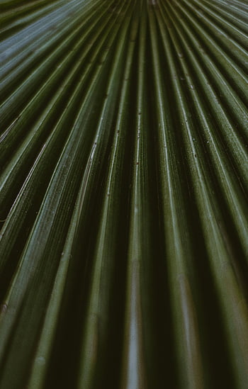 foglie di piante verdi, foglia di palma tropicale, verde vibrante, avvicinamento, modelli intricati, textures, sfondo astratto, dettagliato, natura, fogliame, nervature fogliari
