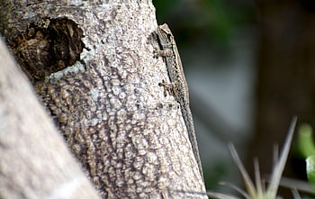 geco nano, lucertola, rettile, camuffare, animale, albero, natura, a caccia