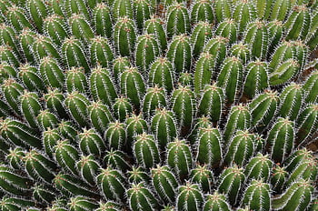 cactus, Lanzarote, cortile, bellissimi fiori, Spagna, pianta, Guatiza, lavaggio, parco, fiore, botanica
