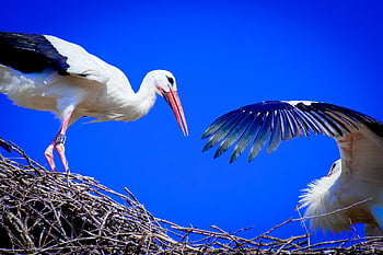 こうのとり、 翼、 鳥、 羽毛、 自然、 動物たち、 ガラガラコウノトリ、 エレガント、 野生動物、 コウノトリ、 モンキーマウンテンセーラム