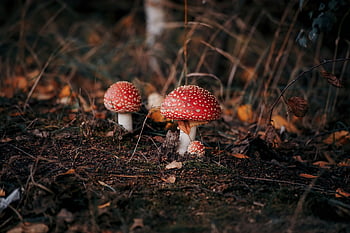 mushroom, forest, toadstool, nature, danger, toxic, red Toadstool, autumn, poisonous Mushrooms, collecting, falling Leaves