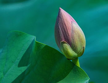 lotus, flower Bud, water Lily, pink Flower, lotus Flower, bloom, aquatic Plant, flora, nature, close Up, blossom