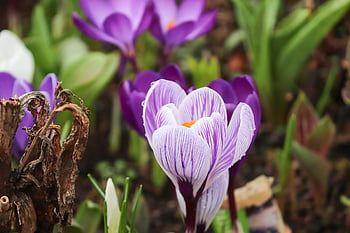 crocus, crocus Flowers, spring, purple, flower Background, flower, early Bloomer, park, signs Of Spring, blossoms, crocuses