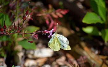 hmyz, motýl, entomologie, opylování, křídlo, Příroda, bílý motýl, hd tapetu, pieris rapae, rostlin, květ