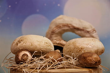 houby, báječný, výživa, jídlo, čerstvý, kuchařka, zdravý, vegetariánský, kuchyně, drsný, bio