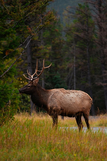 elk, Majestic Elk, velké parohy, lesní mýtiny, klidný les, volně žijících živočichů, Příroda, venkovní fotografie, los v lese, Elk parohy, lesní scény