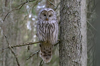 ural Owl, strix Uralensis, bird, nature, wildlife, bird Of Prey, animal, beak, feather, animals In The Wild, carnivore