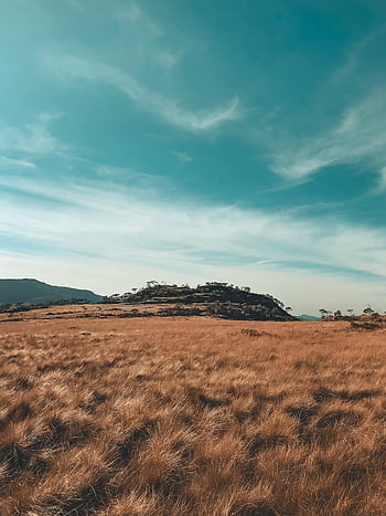 Brown grass, golden grasses, serene countryside, Cruzília Brazil, blue sky, natural landscape, rural scene, open field, dry grass, hillside view, tranquil setting