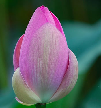 lotus, květ, pupen, rostlina, květinové pozadí, krásné květiny, lotosový bud, růžový květ, okvětní lístky, leknín, květinové tapety