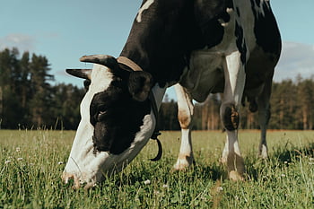 holstein kráva, černá a bílá kráva, zelené louky, živá louka, Letní pastva, dojnice, hospodářského zvířete, venkovské scény, Venkovní pastvina, fotografování přírody, hospodářských zvířat
