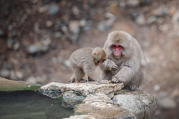 スノーモンキー、 野生、 動物、 野生動物、 温泉、 自然、 日本、 可愛い、 観光、 ながの、 霊長類