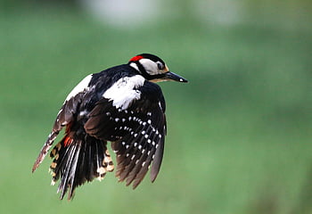 woodpecker, bird, flying, great Spotted Woodpecker, animal, wildlife, forest Bird, feathers, plumage, nature, birdwatching