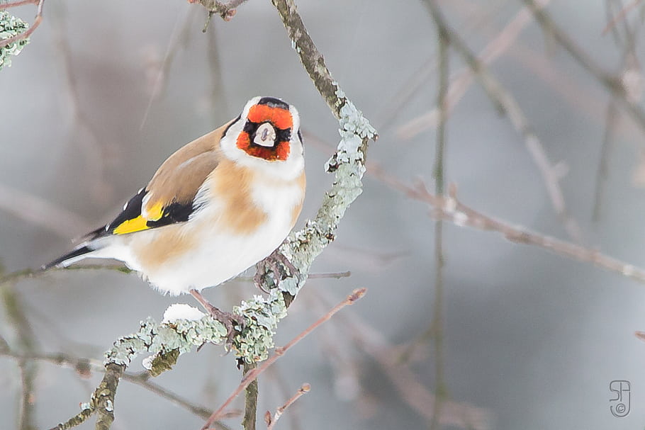 European Goldfinch, Carduelis carduelis, bird, garden, Kongsberg, Norway, Canon 60D, Sigma 150-500mm, perching birds, songbirds, winter scene