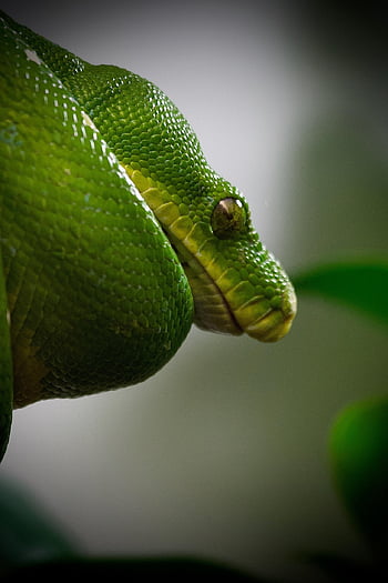 python, tree Python, snake, reptile, scales, animal, nature
