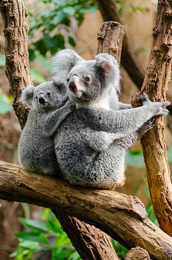 koala bears, tree trunk, adorable koala, mother and baby, wildlife, natural habitat, koala mother, koala baby, tree, forest, cuddling
