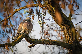 bird, ring-necked Dove, branch, tree, feathers, perching, nature, peaceful, evening, calm, beautiful