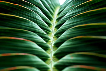 palm Leaves, green Leaves, nature, foliage, close Up, palm Leaf, pattern, stripped, green