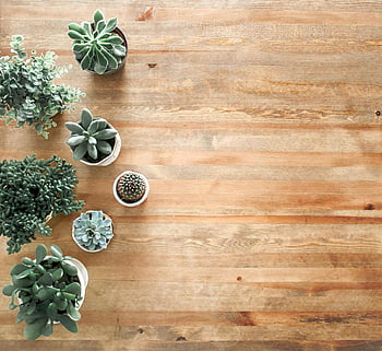 piante succulente, tavolo di legno, succulente al coperto, vista dall'alto, Elegante design d'interni, arredamento, foto fuori terra, tavola di legno marrone, piante in vaso, piante d'appartamento, arredamento succulento