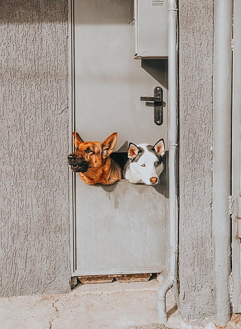 fun, dog, animal, pet, happy, cute, puppy, play, funny, playful, running