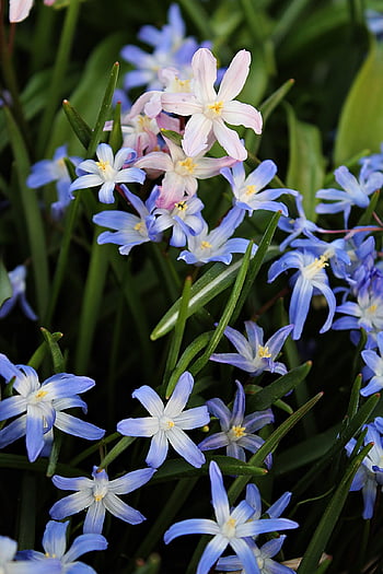 star Hyacinths, star Flower, spring Flowers, pink Flower, blue Flower, beginning Of Spring, blooming, spring, nature, sky Blue, early Bloomer
