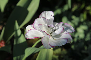 tulip, white Tulip, romantic, tulips, bulb, botanical