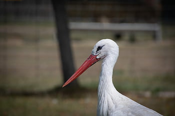 stork, white Bird, ciconia Ciconia, wildlife, nature, animal, ornithology, bird Background, bird Wallpaper, red Beak, white Plumage