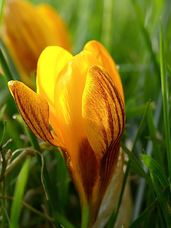 crocus, orange Crocus, flower Wallpaper, flower Background, spring Flower, flower, blossom, bloom, nature, flora, meadow