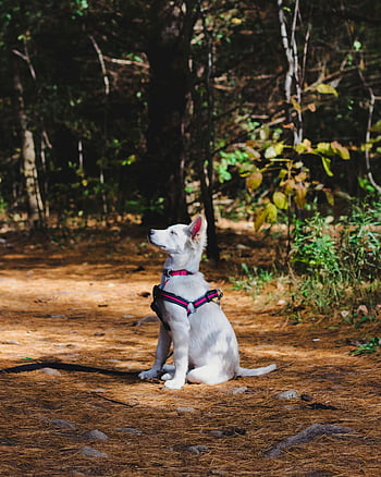 cane bianco, Pastore Svizzero, cane seduto, foresta illuminata dal sole, la bellezza della natura, cane adorabile, Foto per cani all'aperto, pastore svizzero bianco, scenario della foresta, cane in natura, imbracatura per cani