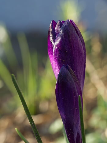 krokus, jarní šafrán, fialový šafrán, Příroda, květ, fialový květ, kvetoucí květina, jaro, předzvěst jara, začátek jara, jarní květina