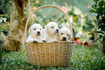 animals, puppy, canine, pet, dogs, mammal, nature, friend, basket, breed, labrador