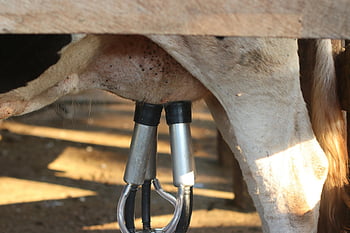 automated milking machine, dairy cow, modern farming, milk production, milking process, dairy technology, dairy farming, farm equipment, efficient farming, close up photos, cow udder