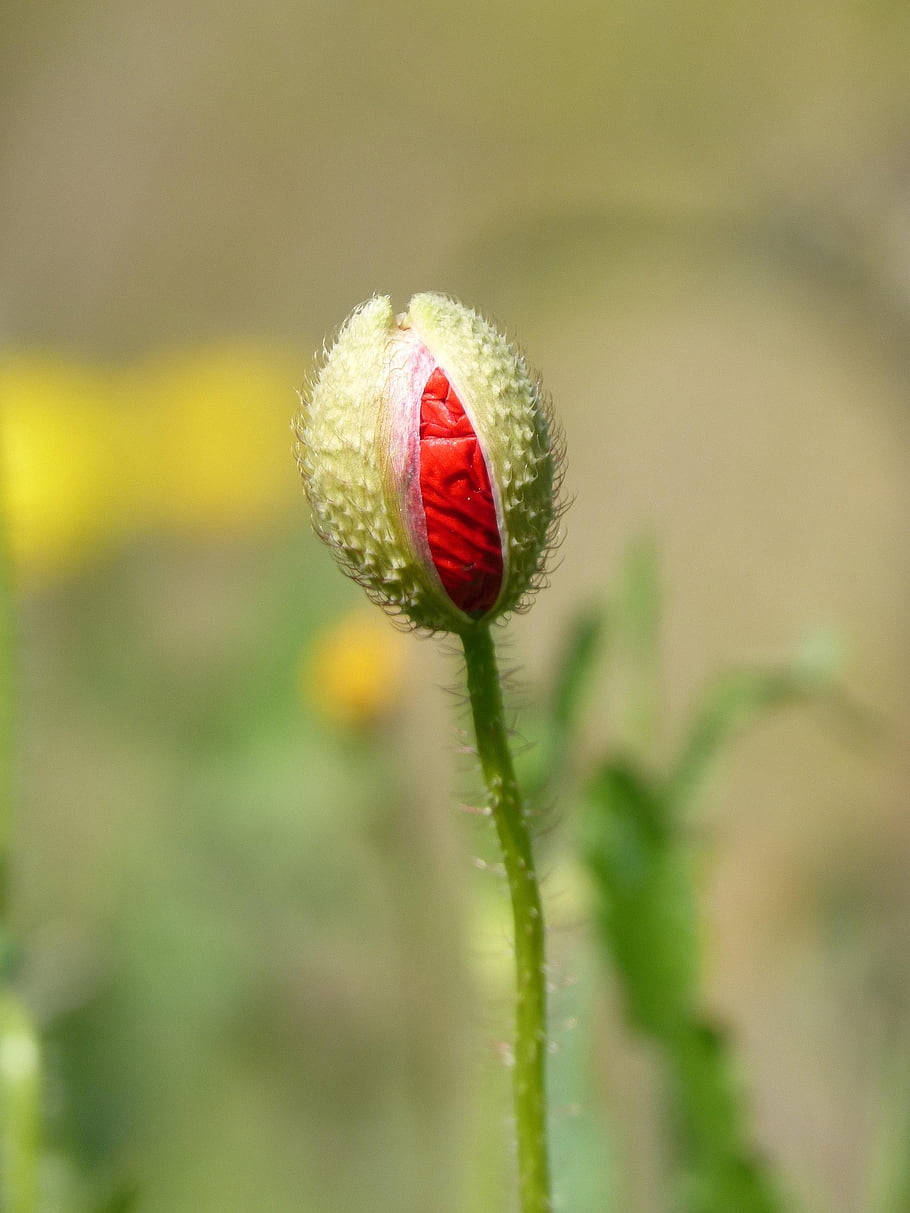 cocoon, florir, pop, nature, flower Wallpaper, poppy, ababol, red, spring, prairie, beautiful Flowers