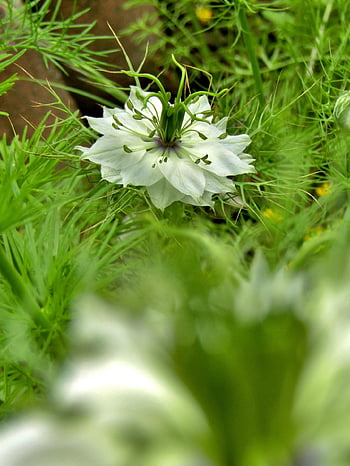 panna-v-zelené, nigella damascena, květ, tráva, bílá květina, okvětní lístky, krásné květiny, rostlina, květinové pozadí, zahrada, květinové tapety