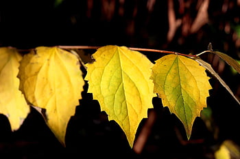 tree, leaves, foliage, plants, fall, autumn Leaves, garden, gardening, botany, autumn, flora